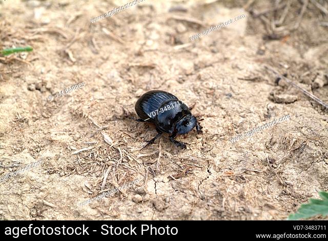 Horned dung beetle female (Copris lunaris) is a beetle native to Eurasia
