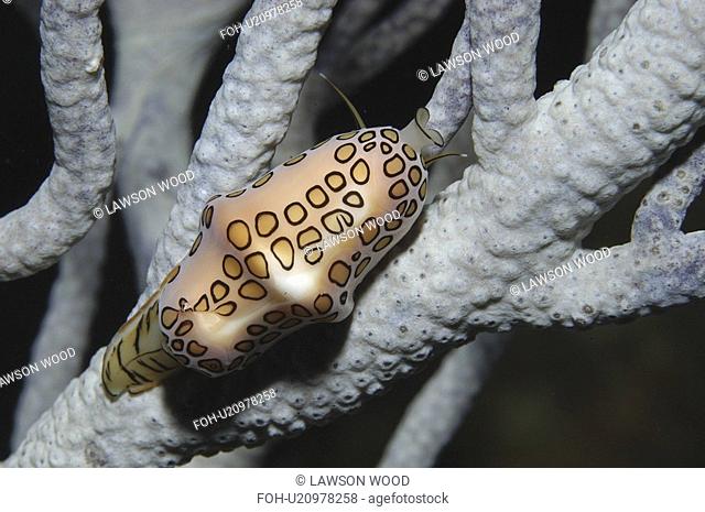 Flamingo Tongue Cyphoma gibbosum, snail clearly showing spotted markings on a pink mantle with animal on sea rod, Cayman Brac, Cayman Islands, Caribbean