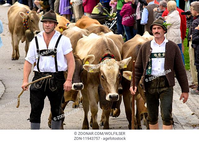 Traditional and annual driving down a herd of cows with sheperds in traditional dress back from mountain pasture to the stable of a farmhouse in the rural...