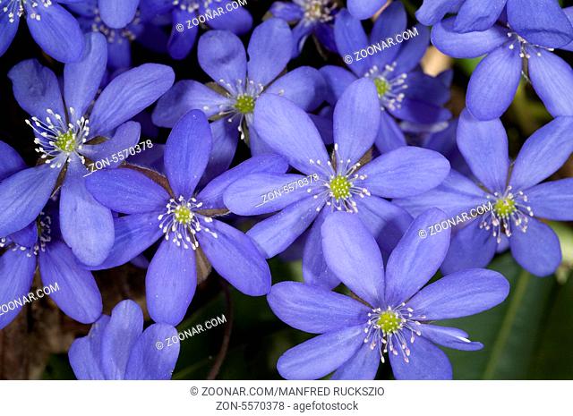 Leberbluemchen, Hepatica, nobilis, Winterblueher, Anemone hepatica, blaue blueten, blau, Blume des Jahres 2013, -