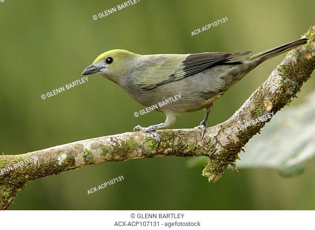Palm Tanager (Thraupis palmarum) perched on a branch in the mountains of Colombia, South America