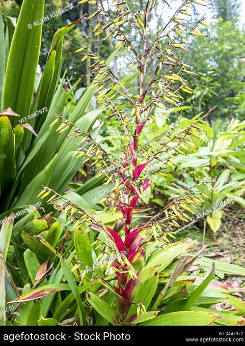 Vriesea philippo-coburgii, Doryanthes palmeri