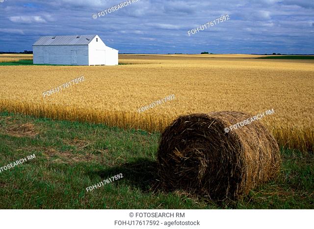 barn, wheat field, SD, South Dakota, Roberts County, White barn in the middle of a golden wheat field under gray clouds. Hay bale in the foreground