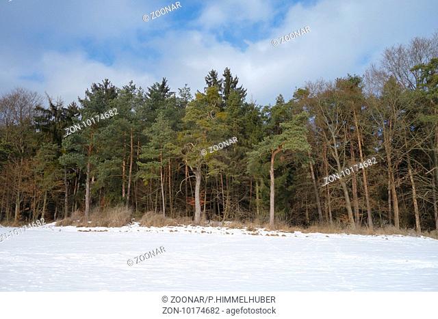 Pinus sylvestris, Scots Pine, Viscum album, Mistletoe