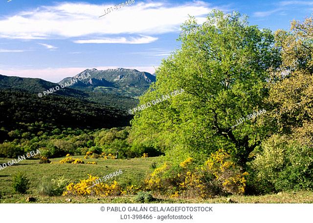 Andalucian oak (Quercus canariensis). Parque Natural Los Alcornocales. Cádiz province. Andalucia. Spain