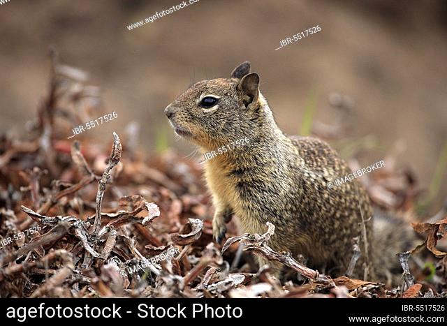California california ground squirrel (Spermophilus california ground squirrel (Citellus beecheyi), California, Beechey's Ground Squirrel, USA, North America