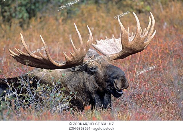 Elchschaufler ruht in der Tundra - (Alaska-Elch) / Bull Moose resting in the tundra - (Alaska Moose) / Alces alces - Alces alces (gigas)