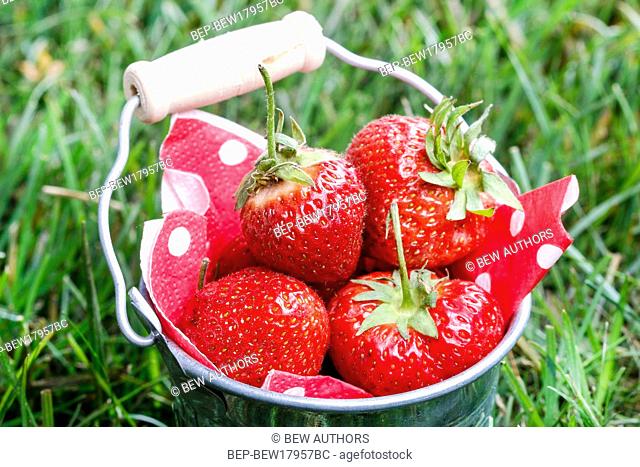 Silver bucket of strawberries