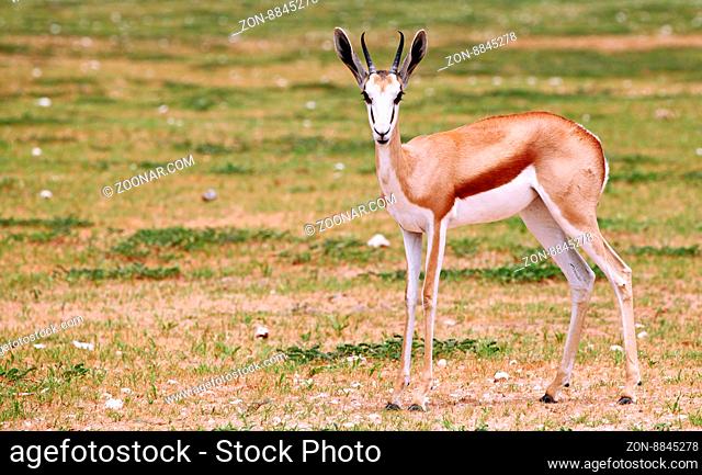 Springbock, Etosha, Namibia, Antidorcas marsupialis, Springbok