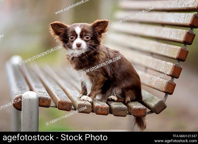 sitting Chihuahua