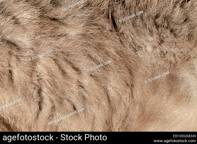 Close up of cat gray hair. Whole background