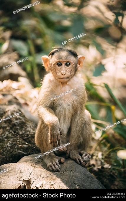 Goa, India. Young Bonnet Macaque - Macaca Radiata Or Zati Sitting On Stone. Portrait Of Cub