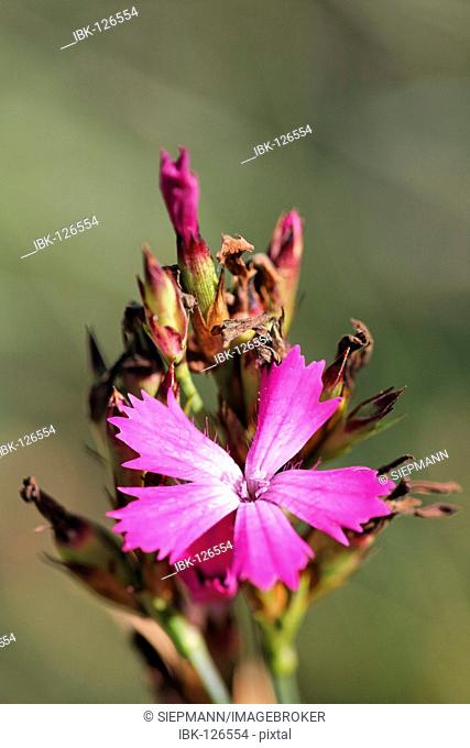 Clusterhead , clusterhead pink , Carthusian pink( Dianthus carthusianorum ) Germany