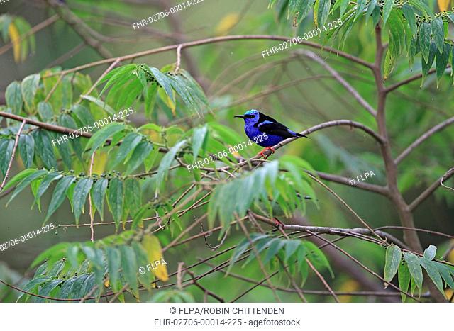 Red-legged Honeycreeper (Cyanerpes cyaneus) adult male, perched on twig, Trinidad and Tobago, March
