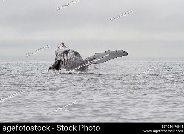 whale humpback jumping out of the water of the Pacific Ocean in the waters of the Commanders Islands
