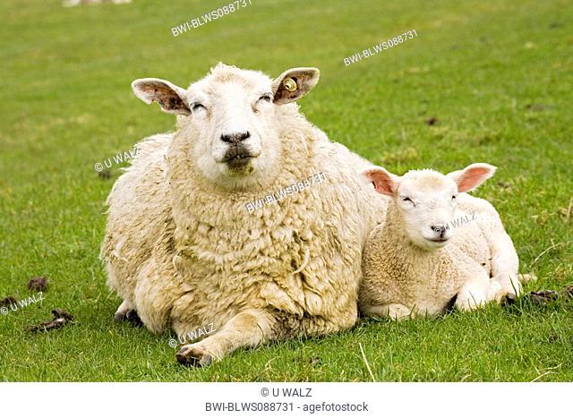 domestic sheep Ovis ammon f. aries, with lamb, Germany, Schleswig-Holstein