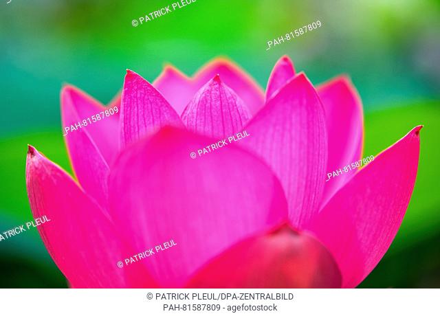 A lotus flower pictured at tHe water lily farm in Gross Rietz, Germany, 26 June 2016. Christian Meyer-Zilinski has been growing rare and new types of water lily...