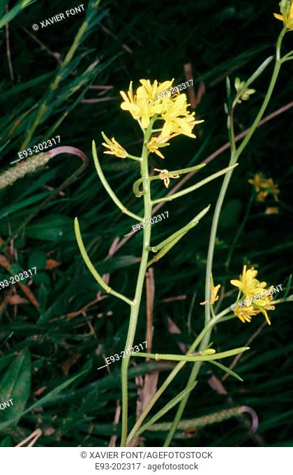 Wildflower (Rorippa aspera)