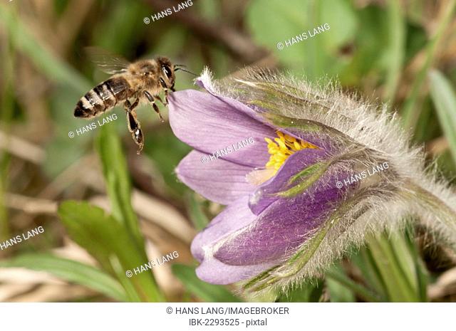Western honey bee (Apis mellifera), approaching a pasque flower (Pulsatilla vulgaris), in a garden, Untergroeningen, Baden-Wuerttemberg, Germany, Europe