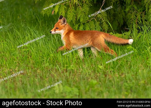 29 April 2023, Berlin: 29.04.2023, Berlin. A young red fox (Vulpes vulpes), only a few weeks old, runs in the grass in the evening sun in a park in the capital