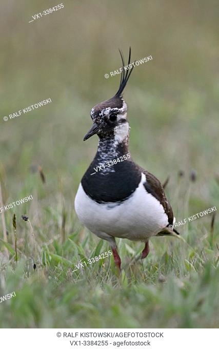 Northern Lapwing (Vanellus vanellus) in natural surrounding of an extensive meadow, walking towards the camera, frontal shot, wildlife, Europe.