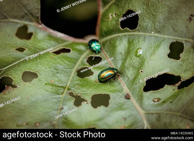 Magnificent leaf bug, dead-nettle leaf beetle, Chrysolina fastuosa, summer, Mellau, Vorarlberg, Austria, Europe