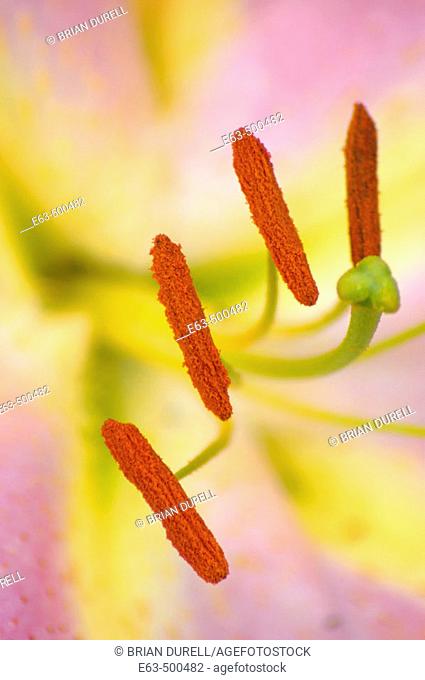 Asiatic lily (Lilium) 'Tom Pouce'. Wellington, Ontario, Canada