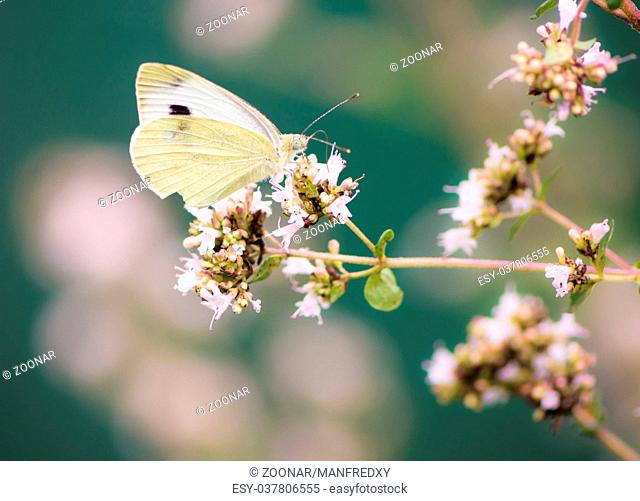White cabbage butterfly on a flower