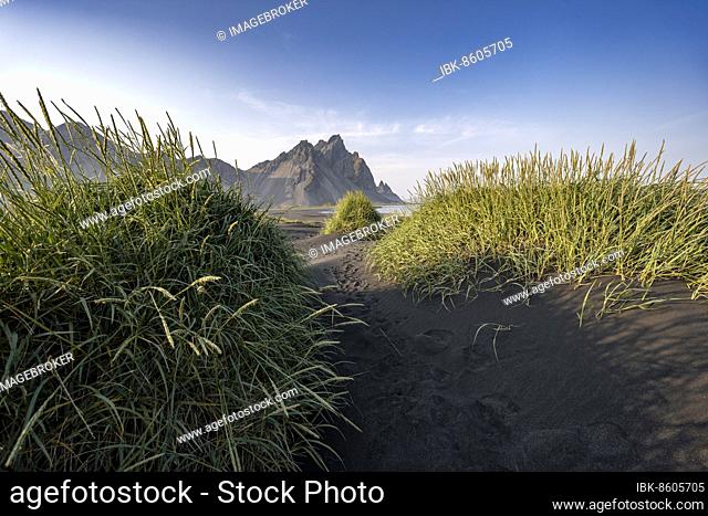 Black beach with volcanic sand, sandy beach, dunes with grass, Stokksnes headland, Klifatindur mountain range, Austurland, East Iceland, Iceland, Europe
