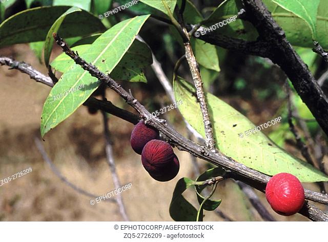 Fruuits. Nothopegia sp. Family: Anacardiaceae. A small tree with leaves resembling the mango leaf. The fruit is sweet and pulpy and edible