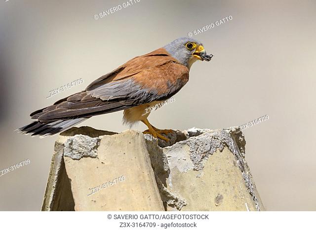 Lesser Kestrel, Adult, Male, Matera, Basilicata, Italy (Falco naumanni)