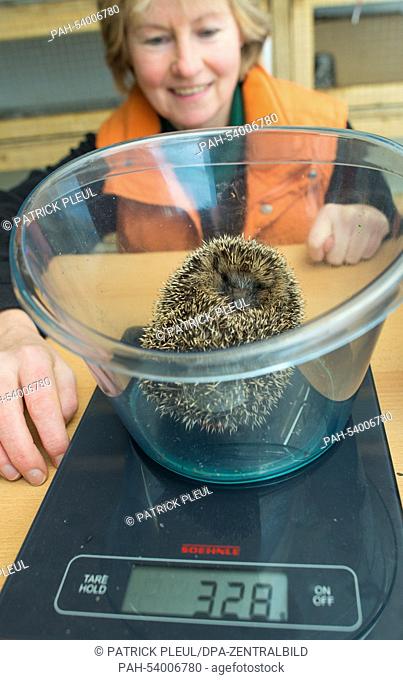 Simone Hartung weighs a small hedgehog at the hedgehog ward in Neuzelle, Germany, 02 December 2014. For five years Simone and Klaus Hartung have been running a...