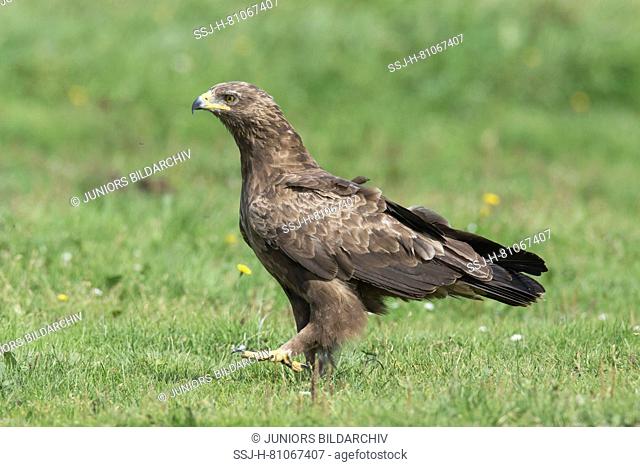 Lesser Spotted Eagle (Aquila pomarina). Adult walking on the ground. Germany