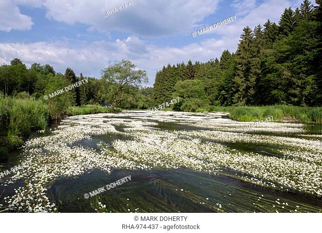 Water crowfoot (Ranunculus fluitans), The Semois River, Semois Valley, Belgian Ardennes, Wallonia region, Belgium, Europe