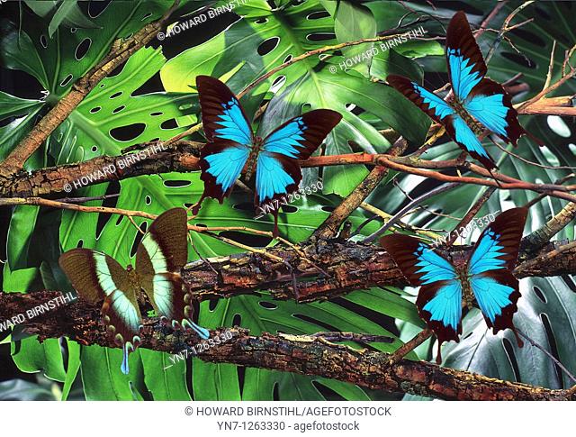 Bluewinged Papilio Ulysses and Greenwinged Papilio blumei butterflies in rainforest
