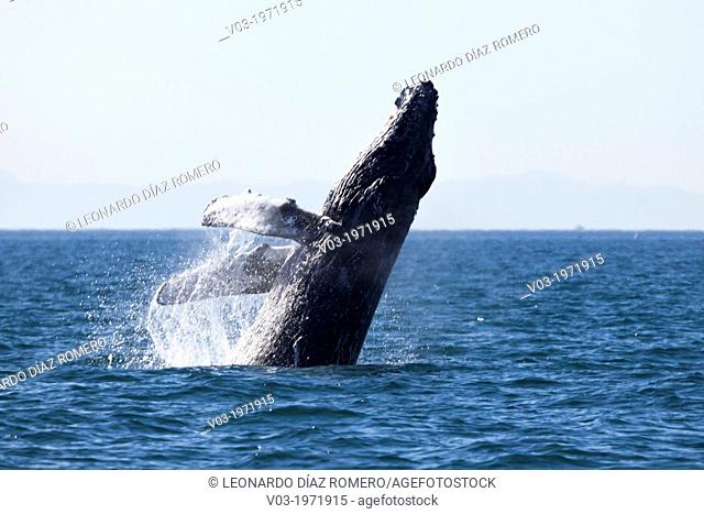 Humpback Whale jumping at the sea near 'Isla Espí­ritu Santo', north of La Paz, Baja California Sur, Mexico