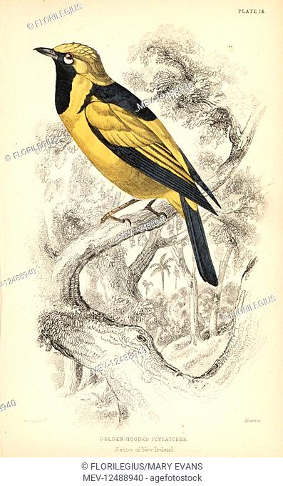Golden monarch, Carterornis chrysomela (Golden-hooded flycatcher, Monacha chrysomela). Handcoloured steel engraving by William Lizars after an illustration by...