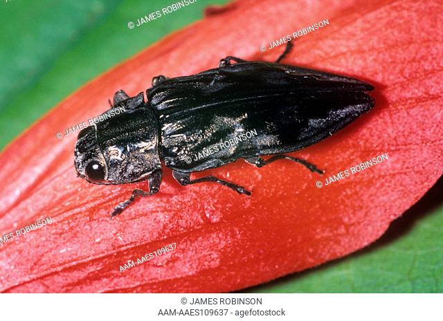 Metallic Wood Borer Beetle (Chrysobothris femorata)