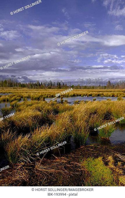 Autumnal gusty gails sweep over peat bog wetlands, Raubling, Bavaria, Germany