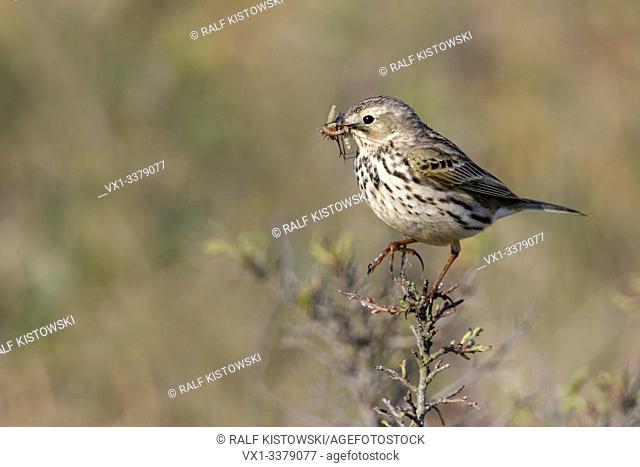 Meadow Pipit / Wiesenpieper ( Anthus pratensis ) perched on top of an elevated branch, watching for predators, holding prey in its beak to feed chicks, wildlife