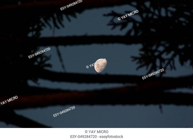 View of the moon surface through the branches of an araucaria