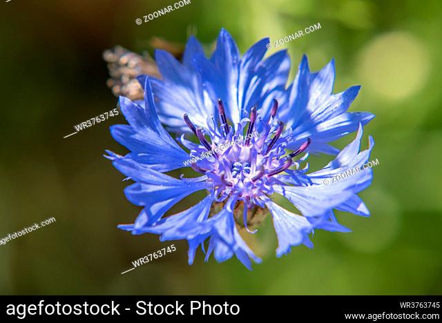 Blaue Bergflockenblume eine ausdauernde krautige Pflanze