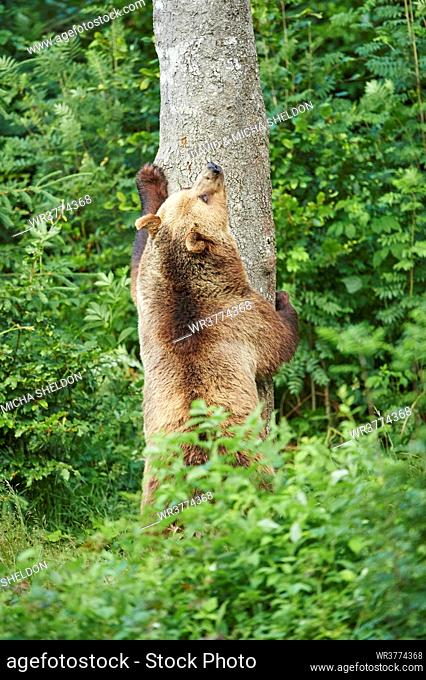 Brown bear, Ursus arctos, Bavarian Forest National Park, Bavaria, Germany, Europe