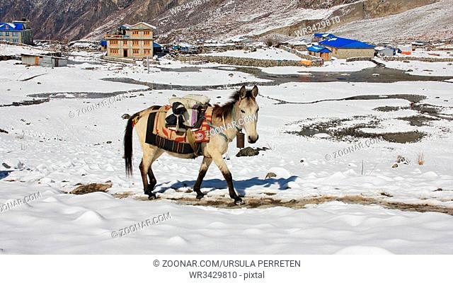 Spring scene in the Langtang National Park. Beautiful horse walking uphill. Houses of the new Langtang village