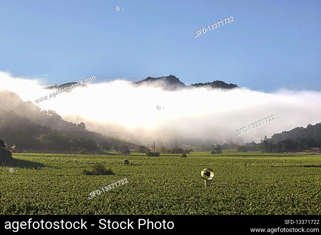 A vineyard landscape, Silverado Trail, Napa Valley, California, USA