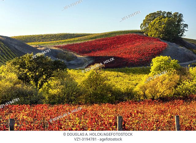 Fall's Vineyard Vibrance in Napa Valley, California, USA