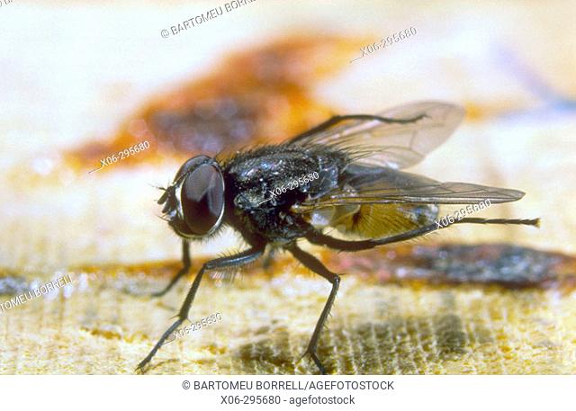 House fly, Musca domestica. Cleaning itself