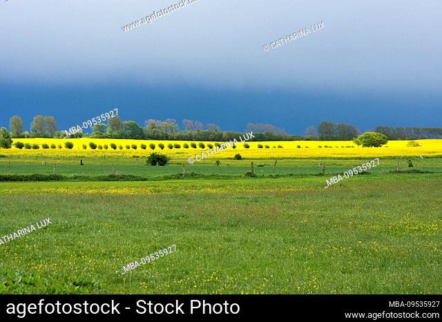 Fischland-Darss, landscape between Ahrenshoop and Wustrow, thunderstorm mood, pollard willow, copy space