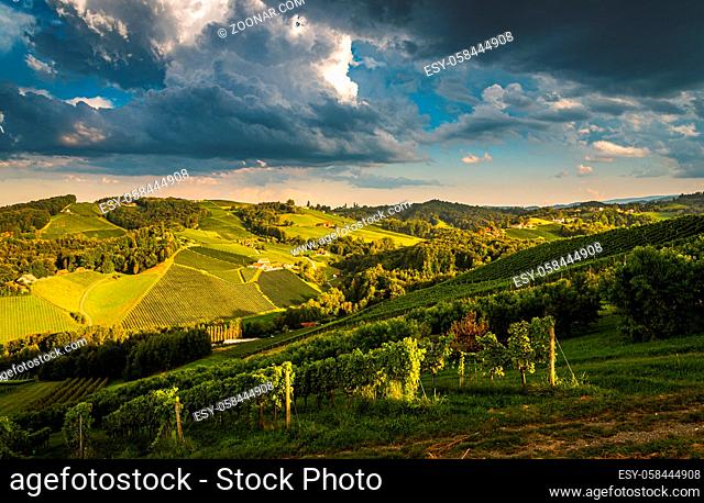 Vineyard on an Austrian countryside, Styrian Tuscany. Wine road through south