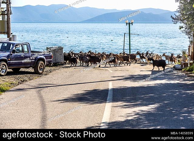 goat herd crossing street